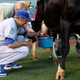 Image for article titled Rusty Kuntz Is Milking A Cow